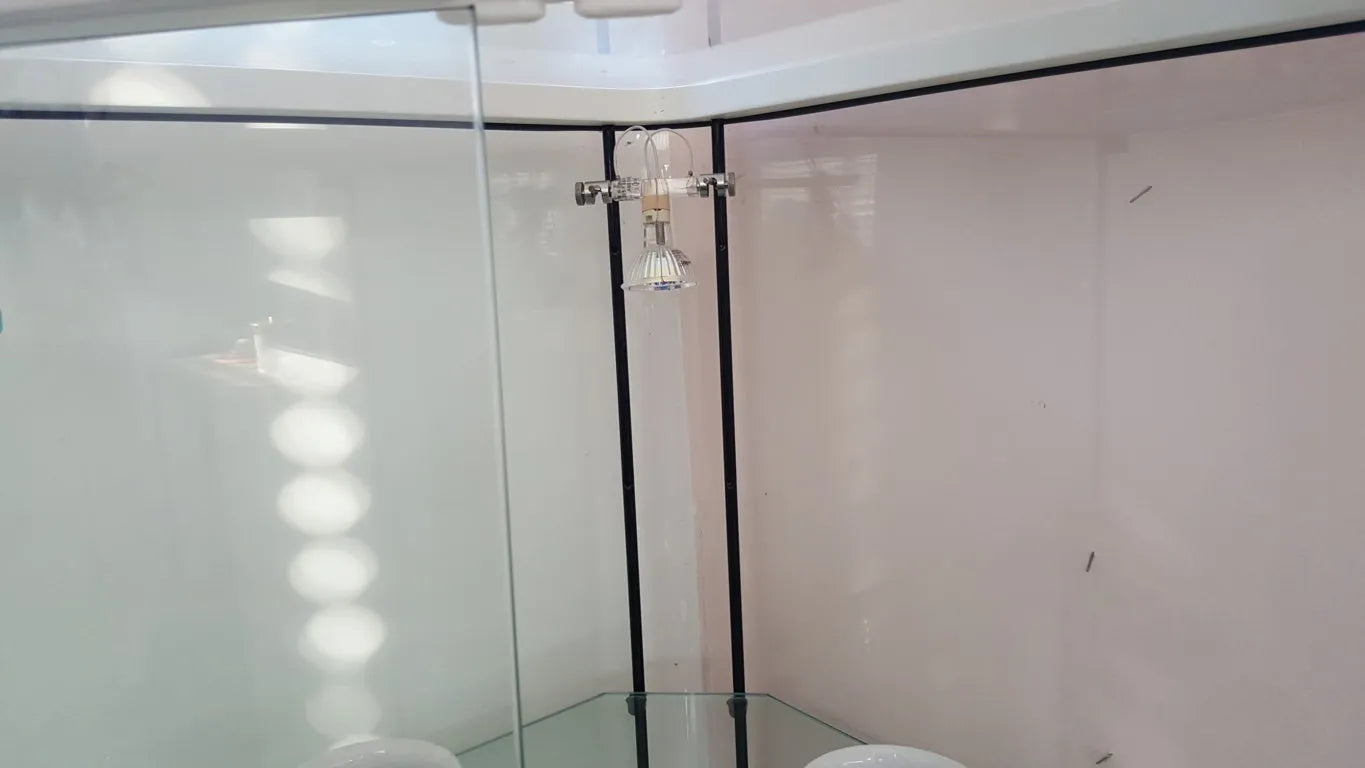 Primula Vetrinetta angolare